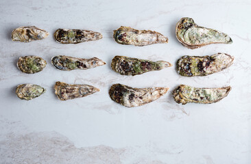 Дикие Императорские устрицы на льду с дольками лимона. 
Wild Imperial oysters on ice with lemon wedges.