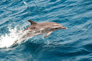 delfin - obrazy, fototapety, plakaty