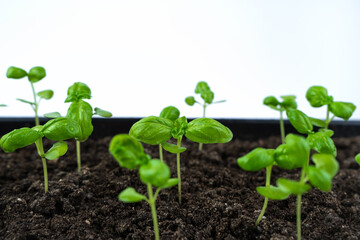 The cultivation of Basil. Young sprouts in the ground, side view. The concept of cultivation.