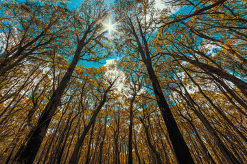 Looking up through a tree canopy into blue sky in regional Australia