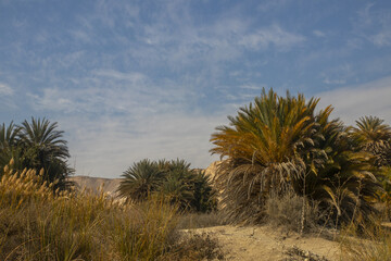 Oasis in the middle of the desert