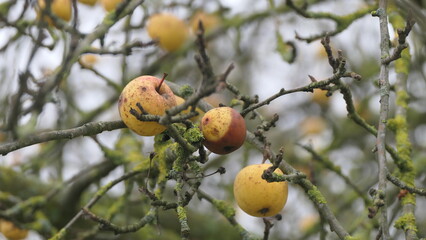 apples on a winter tree