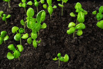 Green, young basil sprouts in the ground. The view from the top. The concept of cultivation.