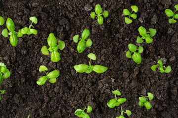 Basil germinates in the soil, seedlings. The view from the top. The concept of cultivation.