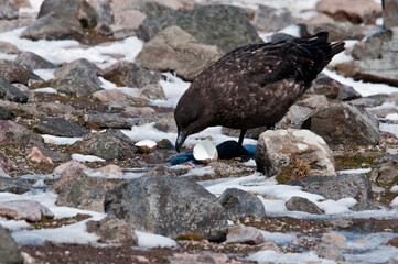 wydrzyk © rubbersoulroad