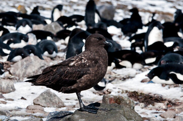 wydrzyk © rubbersoulroad