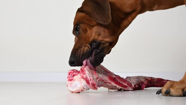 Big brown dog eating natural fresh raw beef tail bone over white background in a close-up