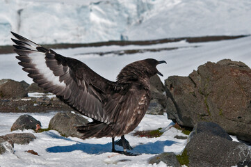 wydrzyk © rubbersoulroad