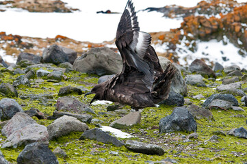 wydrzyk © rubbersoulroad