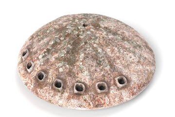 3D Illustration of a Seashell