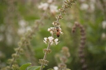 Flor de Manjericão