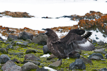 wydrzyk © rubbersoulroad