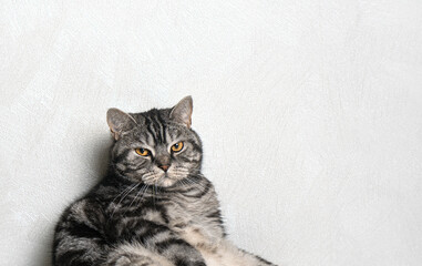 A funny whisker cat portrait sitting against the wall. Background with copy space.