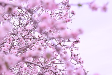 pink blossom in spring