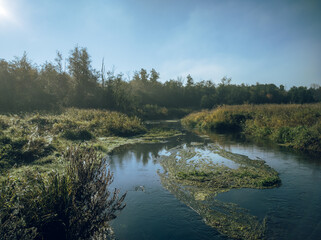 Fototapeta premium lake in the forest