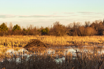 beaver lodge in fall © Keith