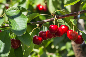 Obraz premium closeup of ripe stella cherries hanging on cherry tree branch with blurred background and copy space