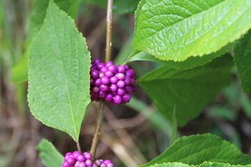 Purple berries on a bush