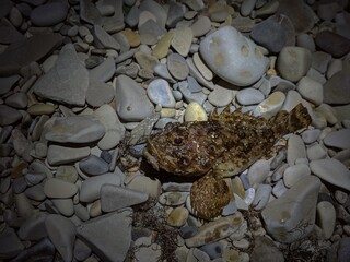 Scorpaena porcus. Catch at night sea fishing. Fish on stones.