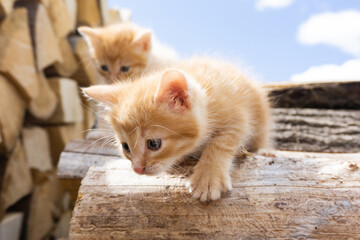 Naklejka na ściany i meble Two adorable red kittens on firewood. Cute red kittens.