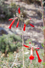 FLOR EL KANTU, FLOR DE LOS INCAS, PERU. © anderson