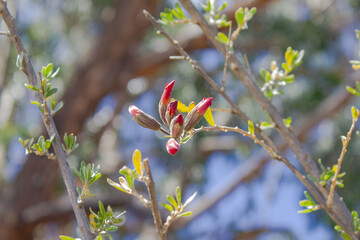 FLOR EL KANTU, FLOR DE LOS INCAS, PERU. © anderson