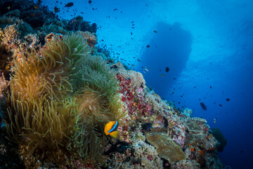 Fototapeta na wymiar Fish swimming above coral reef below 