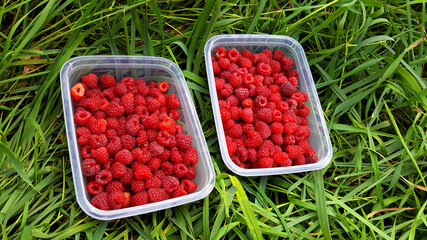 Ripe red raspberries in two boxes.