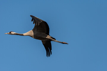Common crane flying in an early autumn morning over a lake near Agamon Hula, Israel. 