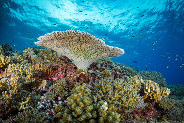 Fototapeta premium Hard coral cover coral reef in shallow tropical waters
