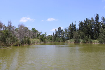 lake and forest