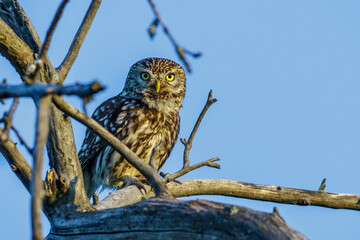 Steinkauz (Athene noctua)