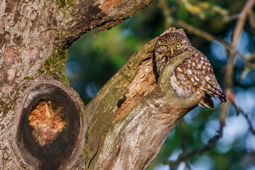 Steinkauz (Athene noctua)