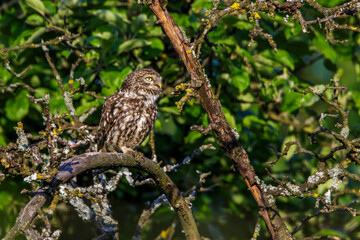 Steinkauz (Athene noctua)