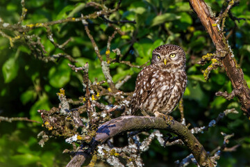 Steinkauz (Athene noctua)