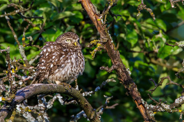 Steinkauz (Athene noctua)