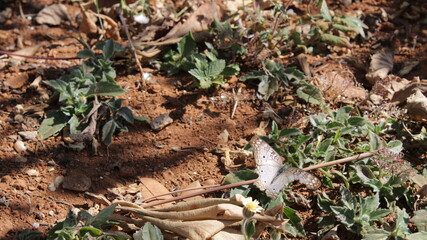 butterfly on the ground