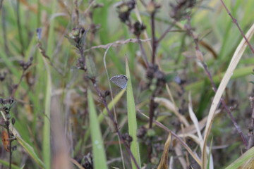 butterfly on the grass