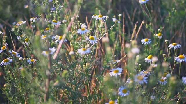 Field daisies bloom in summer in the sun
