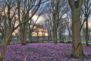 Violet crocus, plural crocuses or croci is a genus of flowering plants in the iris family. a bunch of crocuses, a meadow full of crocuses, close-up crocus, spring