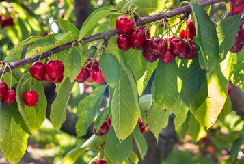 Stella cherry tree with ripe cherries hanging on branch growing in organic cherry orchard