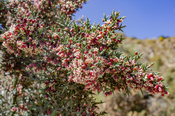 ESPINAS CON FLORES DE MONTAÑA, AYACUCHO-PERU. © anderson