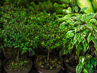 Myrtle is  genus of evergreen woody plants with white fluffy flowers containing essential oils of  myrtle family. Growing indoor plants. Young plants in pots, prepared for transplanting.