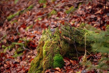 Obraz premium the magic of the Carpathian forest