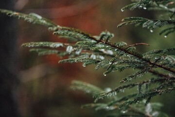 the magic of the Carpathian forest