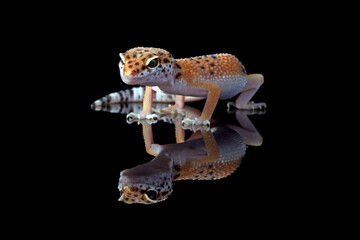 leopard gecko on black background