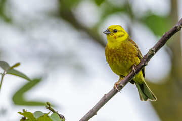 Goldammer (Emberiza citrinella) Männchen