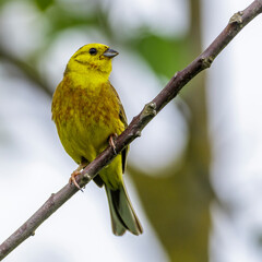 Goldammer (Emberiza citrinella) Männchen