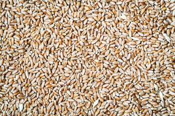 Grains of wheat in closeup