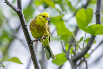 Goldammer (Emberiza citrinella) Männchen